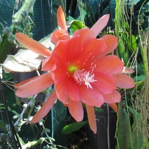 Orange Epiphyllum Orchid Cactus Live Plant – 2 Plants in 4 Inch Pot – Flowering Houseplant - Image 4