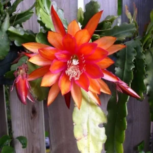 Orange Epiphyllum Orchid Cactus Live Plant – 2 Plants in 4 Inch Pot – Flowering Houseplant - Image 1