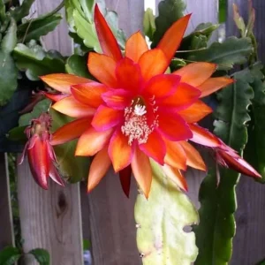 Orange Epiphyllum Orchid Cactus Live Plant – Trailing Orchid – 4 Inch Pot - Image 2