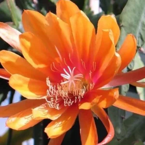 Orange Epiphyllum Orchid Cactus Live Plant – Trailing Orchid – 4 Inch Pot - Image 3