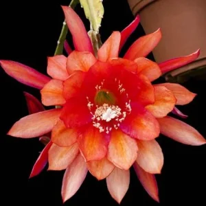 Orange Epiphyllum Orchid Cactus Live Plant – Trailing Orchid – 4 Inch Pot - Image 4
