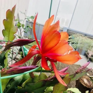 Orange Epiphyllum Orchid Cactus Live Plant – Trailing Orchid – 4 Inch Pot - Image 5