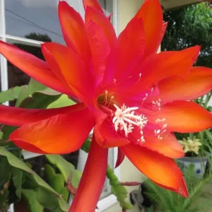 Orange Epiphyllum Orchid Cactus Live Plant – Trailing Orchid – 4 Inch Pot - Image 6