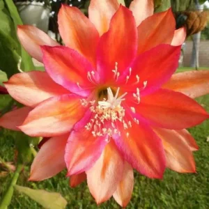 Orange Epiphyllum Orchid Cactus Live Plant – Trailing Orchid – 4 Inch Pot - Image 7
