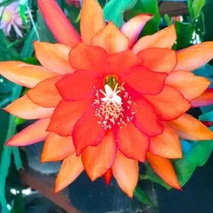 Orange Epiphyllum Orchid Cactus Live Plant – Trailing Orchid – 4 Inch Pot - Image 1