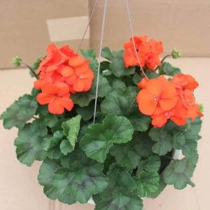 Orange Geranium Live Plant – Vibrant Blooms, Perennial Flowers, 4 to 6 Inch Tall, Indoor/Outdoor - Image 2
