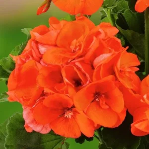 Orange Geranium Live Plant – Vibrant Blooms, Perennial Flowers, 4 to 6 Inch Tall, Indoor/Outdoor - Image 3