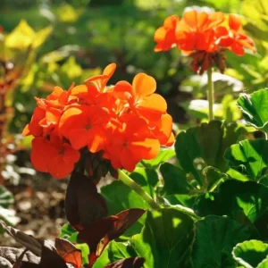 Orange Geranium Live Plant – Vibrant Blooms, Perennial Flowers, 4 to 6 Inch Tall, Indoor/Outdoor - Image 4