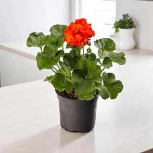 Orange Geranium Live Plant – Vibrant Blooms, Perennial Flowers, 4 to 6 Inch Tall, Indoor/Outdoor - Image 5