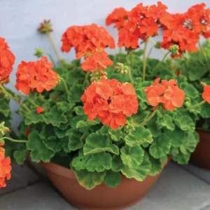 Orange Geranium Live Plant – Vibrant Blooms, Perennial Flowers, 4 to 6 Inch Tall, Indoor/Outdoor - Image 6
