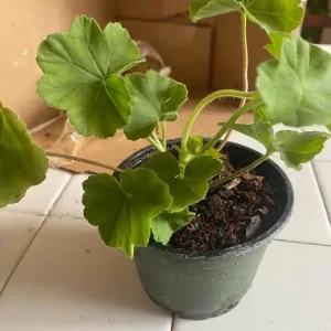 Orange Geranium Live Plant – Vibrant Blooms, Perennial Flowers, 4 to 6 Inch Tall, Indoor/Outdoor - Image 7