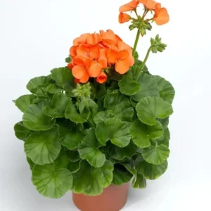 Orange Geranium Live Plant – Vibrant Blooms, Perennial Flowers, 4 to 6 Inch Tall, Indoor/Outdoor - Image 1