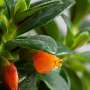 Orange Goldfish Plant (Shady Lady) Live Plant – 4 Inch Pot – Vibrant Indoor Houseplant - Image 3
