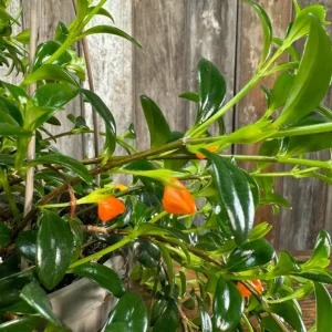 Orange Goldfish Plant (Shady Lady) Live Plant – 4 Inch Pot – Vibrant Indoor Houseplant - Image 4