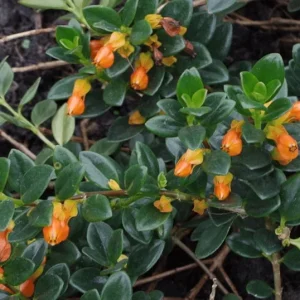 Orange Goldfish Plant (Shady Lady) Live Plant – 4 Inch Pot – Vibrant Indoor Houseplant - Image 5