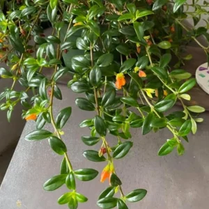 Orange Goldfish Plant (Shady Lady) Live Plant – 4 Inch Pot – Vibrant Indoor Houseplant - Image 6