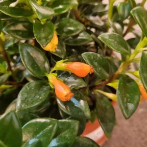 Orange Goldfish Plant (Shady Lady) Live Plant – 4 Inch Pot – Vibrant Indoor Houseplant - Image 7