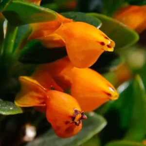 Orange Goldfish Plant (Shady Lady) Live Plant – 4 Inch Pot – Vibrant Indoor Houseplant - Image 1