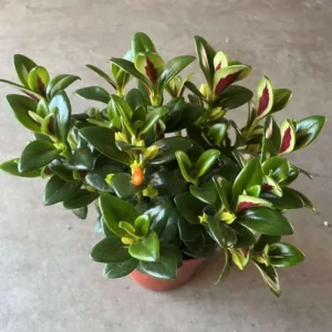 Orange Goldfish Plant (Shady Lady) Live Plant – 4 Inch Pot – Vibrant Indoor Houseplant - Image 8