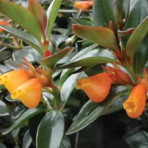 Orange Goldfish Plant (Shady Lady) Live Plant – 4 Inch Pot – Vibrant Indoor Houseplant - Image 9