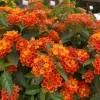 Orange Lantana Live Plant – Fragrant Flowers Perennial for Garden, 4-6 Inch Tall - Image 1