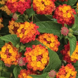 Orange Lantana Live Plant – Fragrant Flowers Perennial for Garden, 4-6 Inch Tall - Image 2