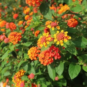 Orange Lantana Live Plant – Fragrant Flowers Perennial for Garden, 4-6 Inch Tall - Image 3