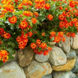 Orange Lantana Live Plant – Fragrant Flowers Perennial for Garden, 4-6 Inch Tall - Image 4