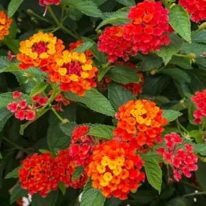 Orange Lantana Live Plant – Fragrant Flowers Perennial for Garden, 4-6 Inch Tall - Image 5