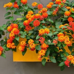 Orange Lantana Live Plant – Fragrant Flowers Perennial for Garden, 4-6 Inch Tall - Image 6