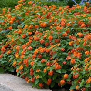 Orange Lantana Live Plant – Fragrant Flowers Perennial for Garden, 4-6 Inch Tall - Image 7