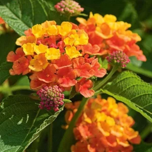 Orange Lantana Live Plant – Fragrant Flowers Perennial for Garden, 4-6 Inch Tall - Image 8
