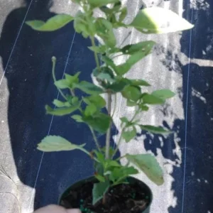 Orange Lantana Live Plant – Fragrant Flowers Perennial for Garden, 4-6 Inch Tall - Image 9