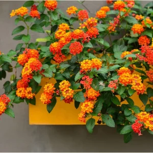 Orange Lantana Live Plants - Pack of 2, 4-6 Inch Tall, Perennial - Image 2