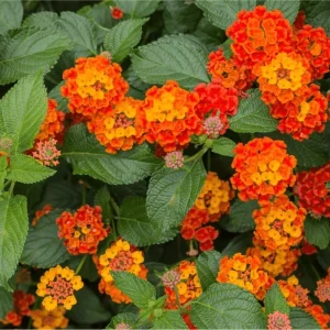 Orange Lantana Live Plants - Pack of 2, 4-6 Inch Tall, Perennial - Image 4
