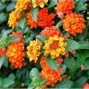 Orange Lantana Live Plants - Pack of 2, 4-6 Inch Tall, Perennial - Image 1