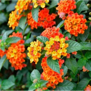 Orange Lantana Live Plants - Pack of 2, 4-6 Inch Tall, Perennial - Image 1