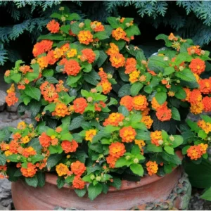 Orange Lantana Live Plants - Pack of 2, 4-6 Inch Tall, Perennial - Image 5