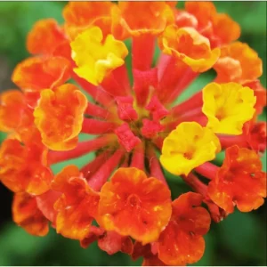 Orange Lantana Live Plants - Pack of 2, 4-6 Inch Tall, Perennial - Image 6