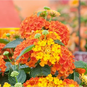 Orange Lantana Live Plants - Pack of 2, 4-6 Inch Tall, Perennial - Image 7