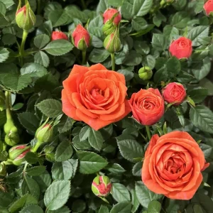Orange Miniature Rose Live Plant - Mini Rose Bush Starter 3-8 Inch Tall - Image 1