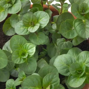 Orange Mint Live Plant – 5-inch Height, 3.5-inch Pot – Indoor/Outdoor Herb - Image 2