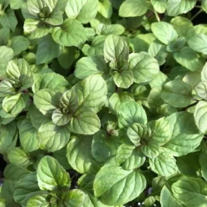 Orange Mint Live Plant – 5-inch Height, 3.5-inch Pot – Indoor/Outdoor Herb - Image 3