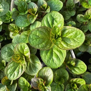 Orange Mint Live Plant – 5-inch Height, 3.5-inch Pot – Indoor/Outdoor Herb - Image 4