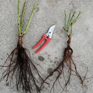 Orange N Lemon Rose Bush - Striped Floribunda Bare Root, 3-8 Inch Tall, Outdoor - Image 2