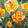 Orange N Lemon Rose Bush - Striped Floribunda Bare Root, 3-8 Inch Tall, Outdoor - Image 1