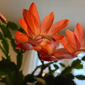 Orange Thanksgiving Cactus Live Plant – 7 Inch Tall – 2 Inch Pot – Holiday Blooming Houseplant - Image 2