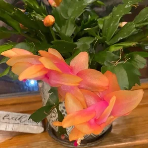 Orange Thanksgiving Cactus Live Plant – 7 Inch Tall – 2 Inch Pot – Holiday Blooming Houseplant - Image 3
