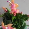 Orange Thanksgiving Cactus Live Plant – 7 Inch Tall – 2 Inch Pot – Holiday Blooming Houseplant - Image 1