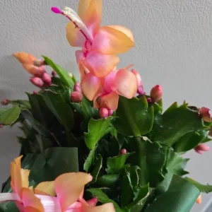 Orange Thanksgiving Cactus Live Plant – 7 Inch Tall – 2 Inch Pot – Holiday Blooming Houseplant - Image 1